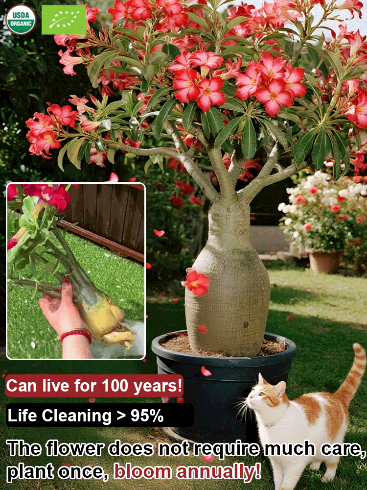 🔥Desert Rose Bulb Flower – “Just Water to Thrive for 100 Years”